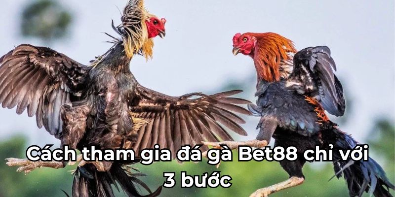 Cách tham gia đá gà Bet88 chỉ với 3 bước