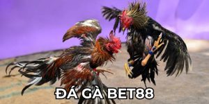 Đá gà Bet88